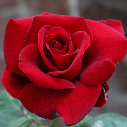 Teahibrid rózsa - Rózsa - Le Rouge et le Noir® - Online rózsa rendelés